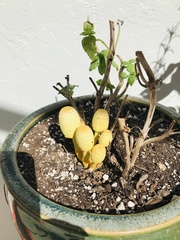 Leucocoprinus birnbaumii image