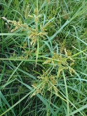 Cyperus iria