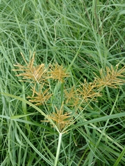 Cyperus esculentus leptostachyus
