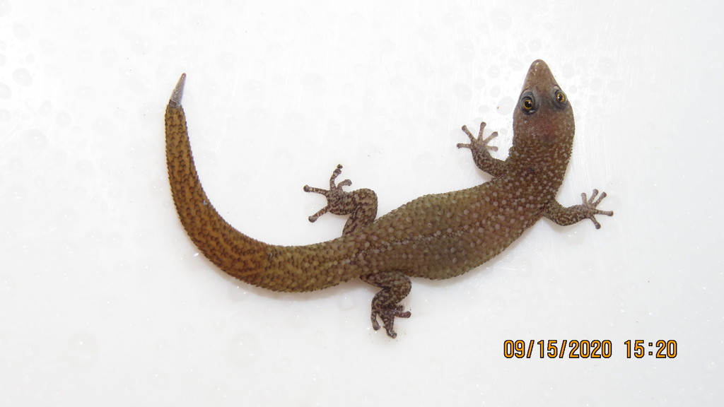Antigua Least Gecko