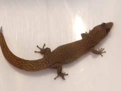 Sphaerodactylus elegantulus