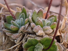 Draba lonchocarpa
