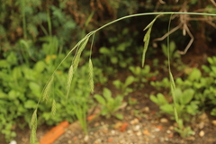 Bromus