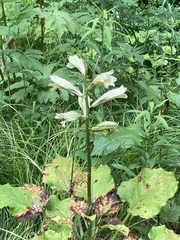 Cardiocrinum cordatum