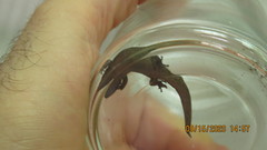 Sphaerodactylus elegantulus