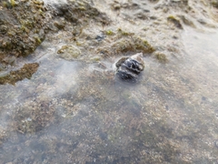 Clibanarius aequabilis