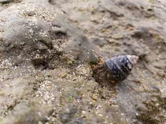 Clibanarius aequabilis