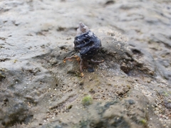 Clibanarius aequabilis