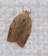 Euchaetis inceptella