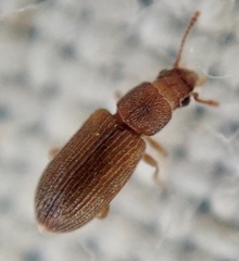 Berginus tamarisci
