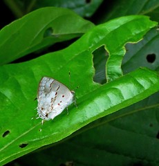 Ministrymon megacles