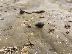 Neogastropoda