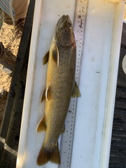 Salvelinus confluentus