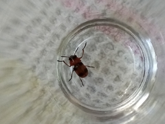 Coptocephala