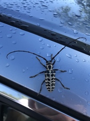 Plectrodera scalator