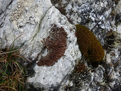 Anaptychia runcinata