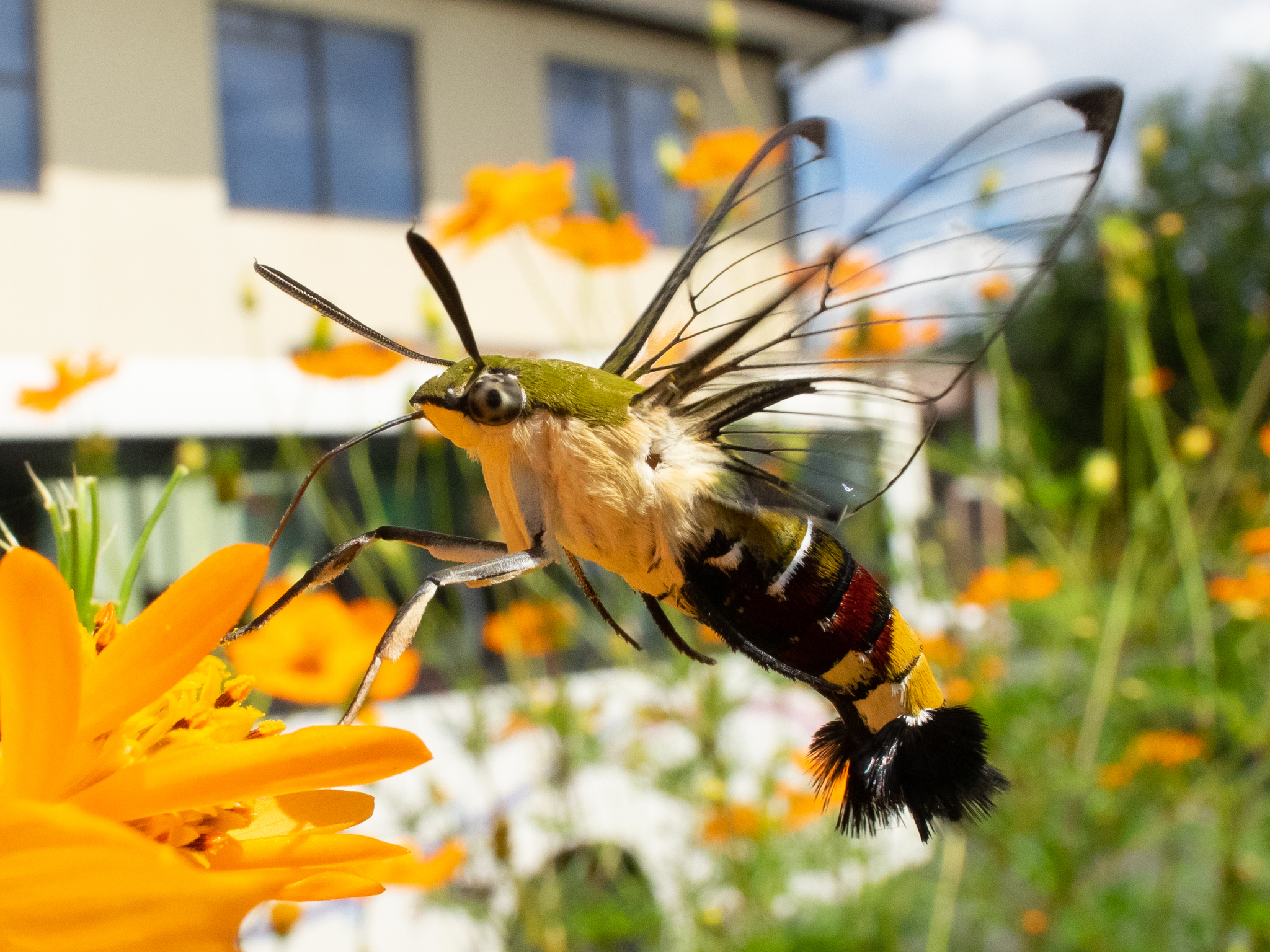 Pellucid Hawk Moth l Beautiful Wings - Our Breathing Planet