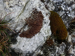 Anaptychia runcinata