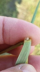 Sporobolus anglicus