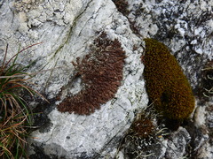 Anaptychia runcinata