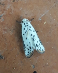 Ethmia bittenella