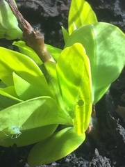 Macrosiphum euphorbiae