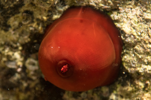 Mediterranean Beadlet Anemone, photo 8 of 9