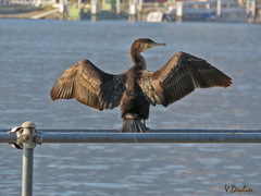Phalacrocorax carbo