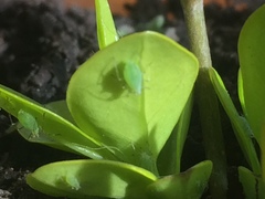 Macrosiphum euphorbiae