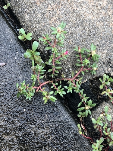 Portulaca amilis