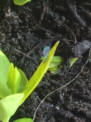 Macrosiphum euphorbiae