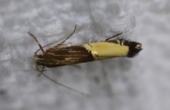 Labdia deliciosella