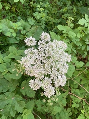 Heracleum maximum