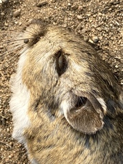 Dipodomys agilis