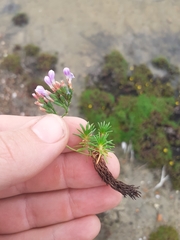 Limonium kraussianum