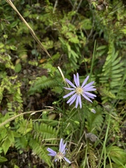 Symphyotrichum retroflexum