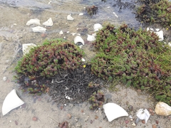 Limonium kraussianum