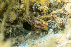 Mitrella scripta