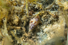 Mitrella scripta