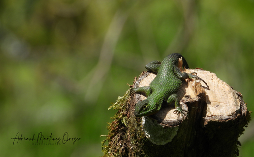 Mexican Emerald Spiny Lizard