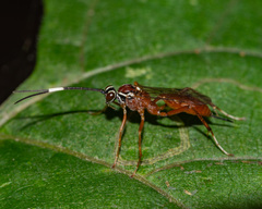 Ischnus inquisitorius