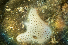 Lissoclinum perforatum