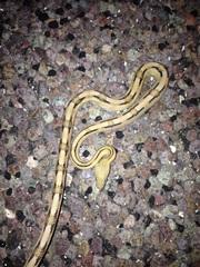 Bogertophis subocularis