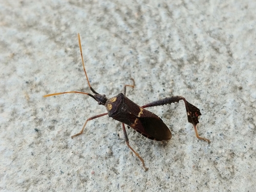 Large-Legged Bug photo 4