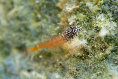 Tripterygion melanurus