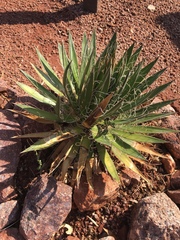 Yucca