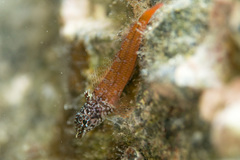 Tripterygion melanurus