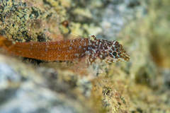 Tripterygion melanurus