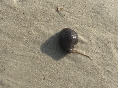 Molgula occidentalis