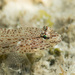 Incognito Goby - Photo (c) Emanuele Santarelli, some rights reserved (CC BY-SA), uploaded by Emanuele Santarelli